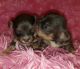 Chihuahua Puppies for sale in New Orleans, LA, USA. price: $2,200