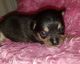 Chihuahua Puppies for sale in New Orleans, LA, USA. price: $2,000