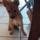 Chihuahua Puppies for sale in Bakersfield, CA, USA. price: NA