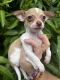 Chihuahua Puppies for sale in Lakeland, FL, USA. price: $600