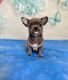 Chihuahua Puppies for sale in Brooklyn, NY, USA. price: $2,900