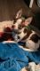 Chihuahua Puppies for sale in Brooklyn, NY 11221, USA. price: $550