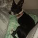 Chihuahua Puppies for sale in Fairbanks, AK 99701, USA. price: $2,500