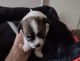 Chihuahua Puppies for sale in Ocala, FL, USA. price: $600
