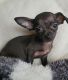Chihuahua Puppies for sale in Franklin County, PA, USA. price: $1,200