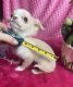 Chihuahua Puppies for sale in Tracy, CA, USA. price: $2,600