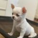 Chihuahua Puppies for sale in 100 Centre St, New York, NY 10013, USA. price: $900