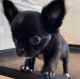 Chihuahua Puppies for sale in 100 Centre St, New York, NY 10013, USA. price: $1,000