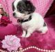 Chihuahua Puppies for sale in Tracy, CA, USA. price: $2,600