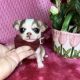 Chihuahua Puppies for sale in Tracy, CA, USA. price: $2,250