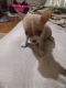 Chihuahua Puppies for sale in Ringgold, VA 24586, USA. price: $750