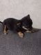 Chihuahua Puppies for sale in Ringgold, VA 24586, USA. price: $750