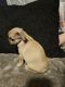 Chihuahua Puppies for sale in Spokane Valley, WA, USA. price: $500