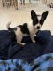 Chihuahua Puppies for sale in Tallahassee, FL, USA. price: $650