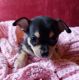 Chihuahua Puppies for sale in New Orleans, LA, USA. price: $1,400