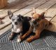 Chihuahua Puppies for sale in Phenix City, Alabama. price: $500