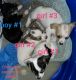 Chihuahua Puppies for sale in St. Louis, Missouri. price: $1,250