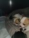 Chihuahua Puppies for sale in Chesapeake, VA, USA. price: $700