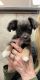 Chihuahua Puppies for sale in Carrollton, Texas. price: $3,000