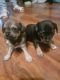 Chihuahua Puppies for sale in Mount Joy, Pennsylvania. price: $750