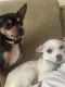 Chihuahua Puppies for sale in Olney, Maryland. price: $2,200
