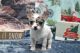 Chihuahua Puppies for sale in Atlanta, Georgia. price: $450