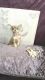 Chihuahua Puppies for sale in Greenville, South Carolina. price: $550