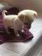 Chihuahua Puppies for sale in Cheyenne, Wyoming. price: $550