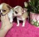Chihuahua Puppies for sale in Tracy, CA, USA. price: $2,500