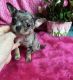 Chihuahua Puppies for sale in Tracy, CA, USA. price: $3,000