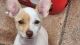 Chihuahua Puppies for sale in Hobe Sound, Florida. price: $80,000