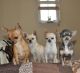 Chihuahua Puppies for sale in New York, New York. price: $500