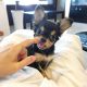 Chihuahua Puppies for sale in Durham, Connecticut. price: $400