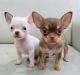 Chihuahua Puppies for sale in New Orleans, Louisiana. price: $400