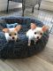 Chihuahua Puppies for sale in Dayton, Ohio. price: $800