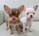 Chihuahua Puppies for sale in New York, New York. price: $400