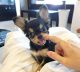 Chihuahua Puppies for sale in Chicago, Illinois. price: NA