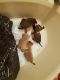 Chihuahua Puppies for sale in Riverside, California. price: $800