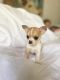 Chihuahua Puppies for sale in Southport, North Carolina. price: $2,200