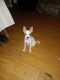 Chihuahua Puppies for sale in Myrtle Beach, South Carolina. price: $400