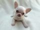 Chihuahua Puppies for sale in Long Beach, California. price: $450