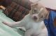 Chihuahua Puppies for sale in Norfolk, Virginia. price: $650