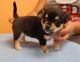 Chihuahua Puppies for sale in Charlotte, North Carolina. price: $500