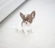 Chihuahua Puppies for sale in New York City, New York. price: $650