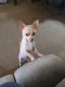 Chihuahua Puppies for sale in Waynesboro, Virginia. price: $800