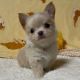 Chihuahua Puppies for sale in Arizona City, Arizona. price: $600