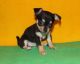 Chihuahua Puppies for sale in Anchorage, Alaska. price: $500