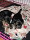 Chihuahua Puppies for sale in Goldsboro, North Carolina. price: $650