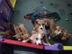 Chihuahua Puppies for sale in Spokane, Washington. price: $400