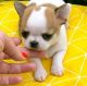 Chihuahua Puppies for sale in Birmingham, Alabama. price: $500